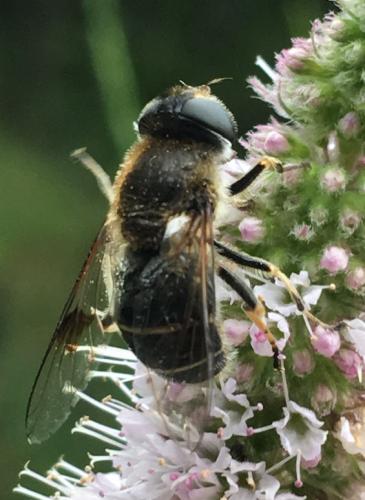 Réf. 189 764 : Eristalis rupium